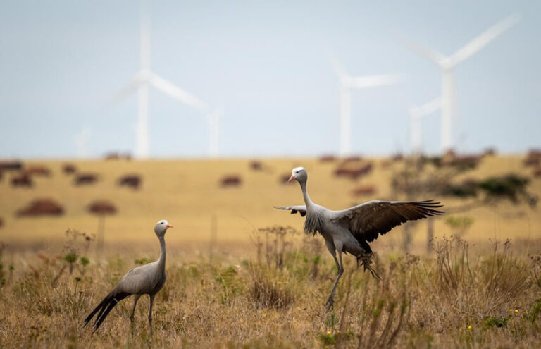 Conservation Outcomes About Us | Conservation Outcomes' Mission, Vision & Team